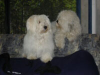 Coton de Tulear Puppies Indiana