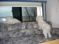 Coton de Tulear Puppies Indiana