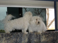 Coton de Tulear Puppies Indiana