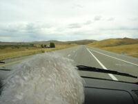Coton de Tulear Puppies Indiana