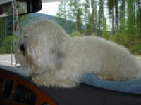 Coton de Tulear Puppies Indiana