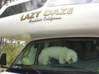 Coton de Tulear Puppies Indiana