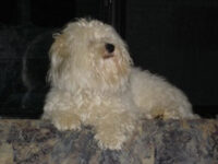 Coton de Tulear Puppies Indiana