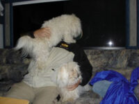 Coton de Tulear Puppies Indiana