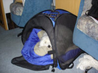 Coton de Tulear Puppies Indiana