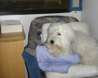 Coton de Tulear Puppies Indiana