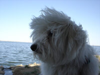 Coton de Tulear Puppies Indiana