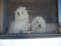 Coton de Tulear Puppies Indiana