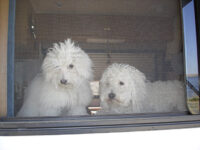 Coton de Tulear Puppies Indiana