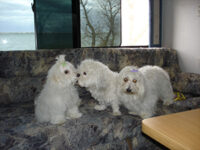 Coton de Tulear Puppies Indiana