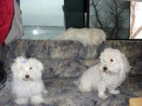 Coton de Tulear Puppies Indiana