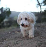Coton de Tulear Puppies Indiana