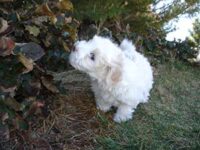 Coton de Tulear Puppies Indiana