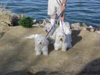 Coton de Tulear Puppies Indiana