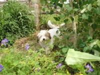 Coton de Tulear Puppies Indiana