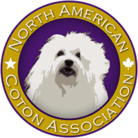 Coton de Tulear Puppies Indiana