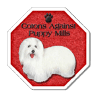 Coton de Tulear Puppies Indiana