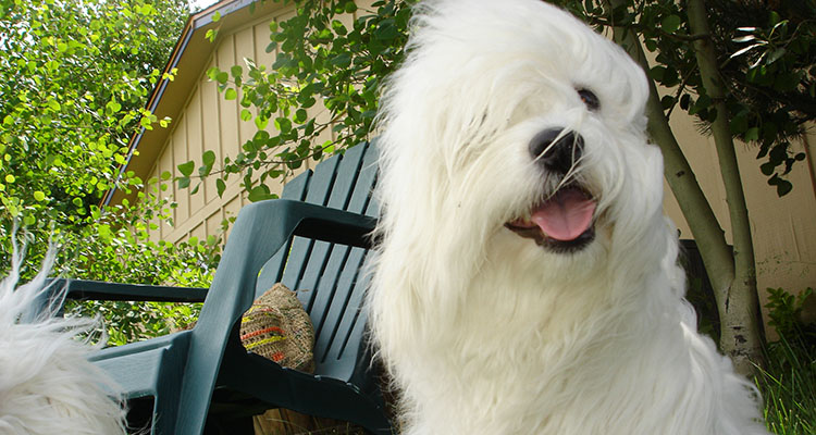 Coton de Tulear Puppies Indiana