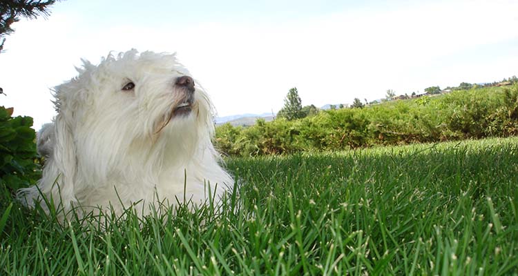 Coton de Tulear Puppies Indiana