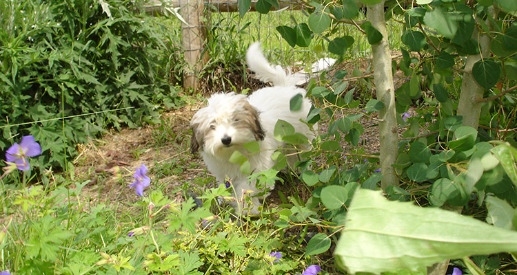Coton de Tulear Puppies Indiana