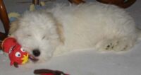 Coton de Tulear Puppies Indiana