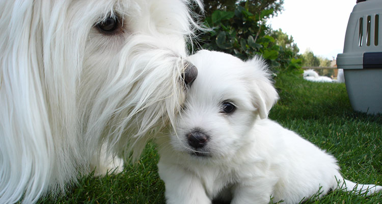 Coton de Tulear Puppies Indiana