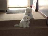 Coton de Tulear Puppies Indiana