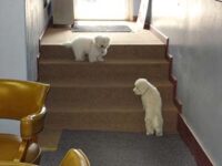 Coton de Tulear Puppies Indiana