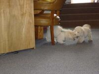 Coton de Tulear Puppies Indiana