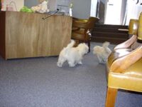 Coton de Tulear Puppies Indiana