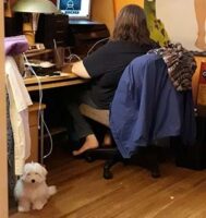 Coton de Tulear Puppies Indiana