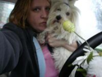 Coton de Tulear Puppies Indiana