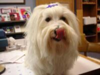 Coton de Tulear Puppies Indiana