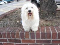 Coton de Tulear Puppies Indiana