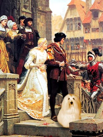 Coton de Tulear Puppies Indiana